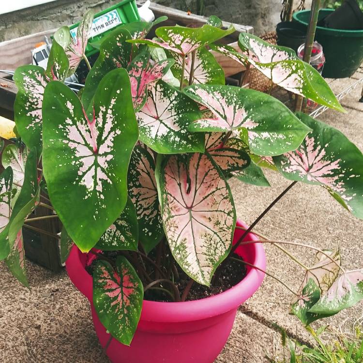 plant image 1390565