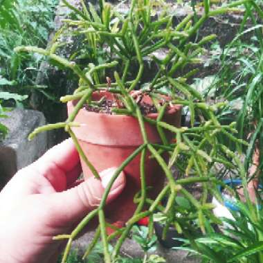 Euphorbia tirucalli