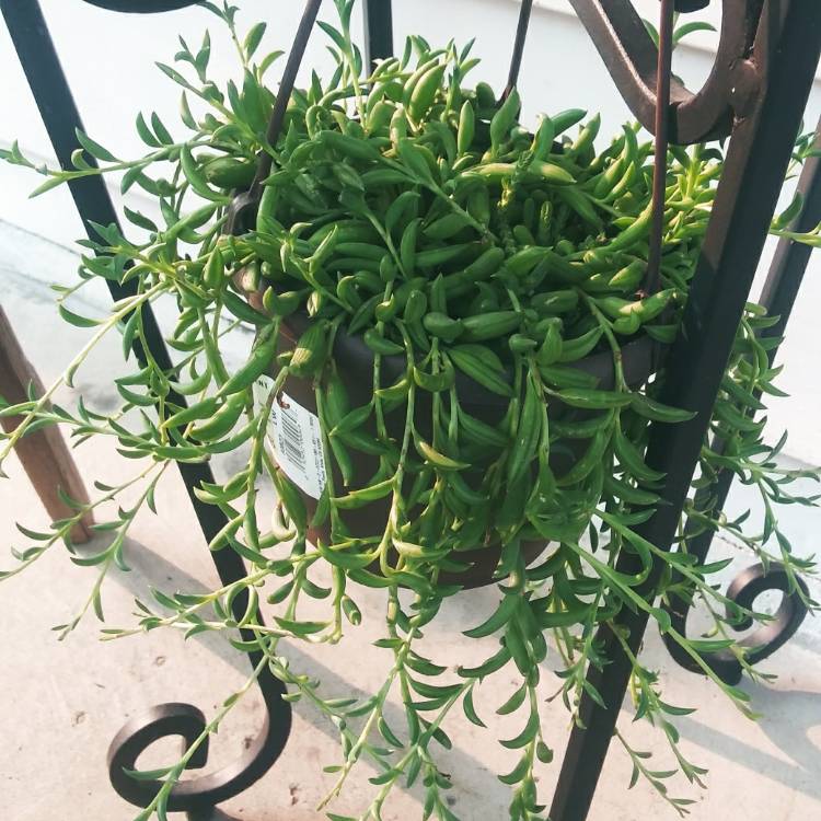 plant image 1391063