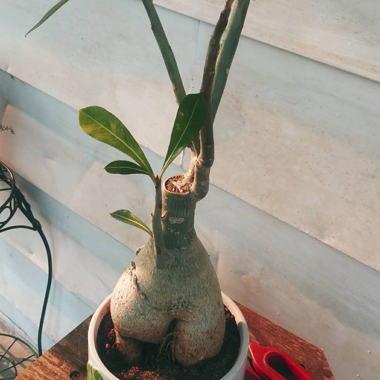 plant image 1391067