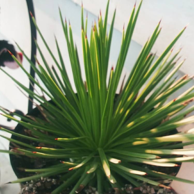 plant image 1391275