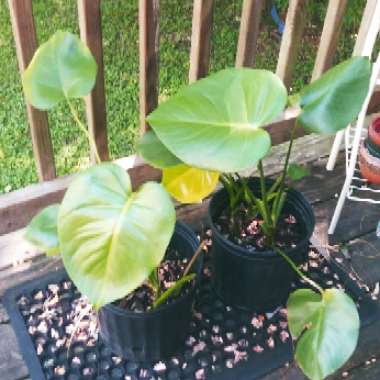Monstera deliciosa
