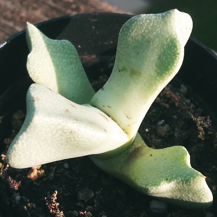 Plant image Schwantesia borchersii
