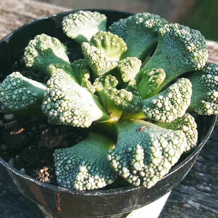 Plant image Titanopsis Calcarea (Living Jewel)