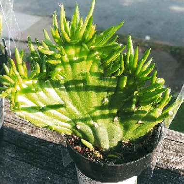 Opuntia subulata Cristata