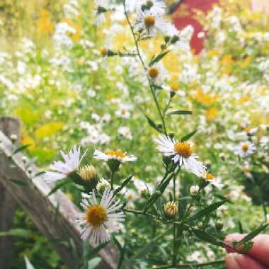 Aster