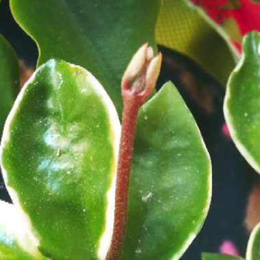 Hoya Carnosa Variegata