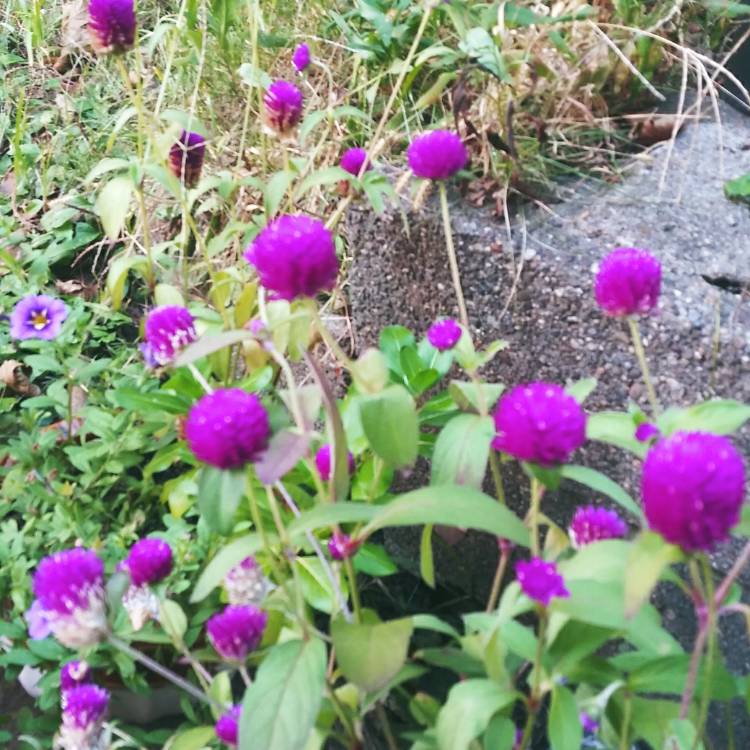 Plant image Gomphrena globosa 'Buddy Purple'