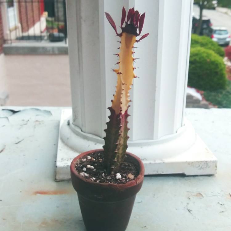 plant image 1404590 plant image 1404590
