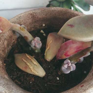 Graptopetalum Paraguayense subsp. Paraguayense