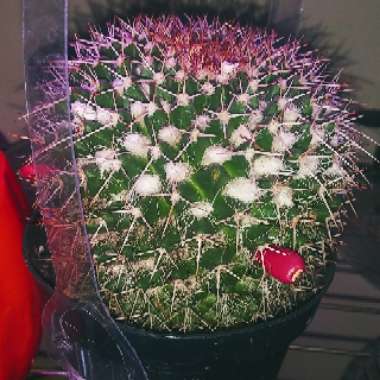 Mammillaria karwinskiana 'Nejapensis'