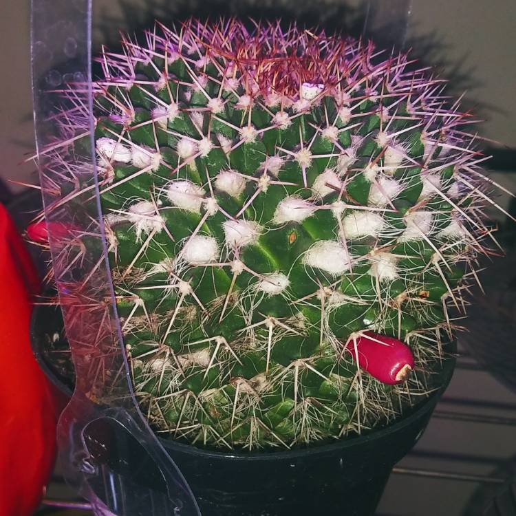 plant image 1405348