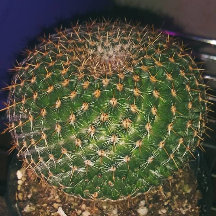 Plant image Mammillaria muehlenpfordtii syn. Mammillaria neopotosina, Mammillaria celsiana