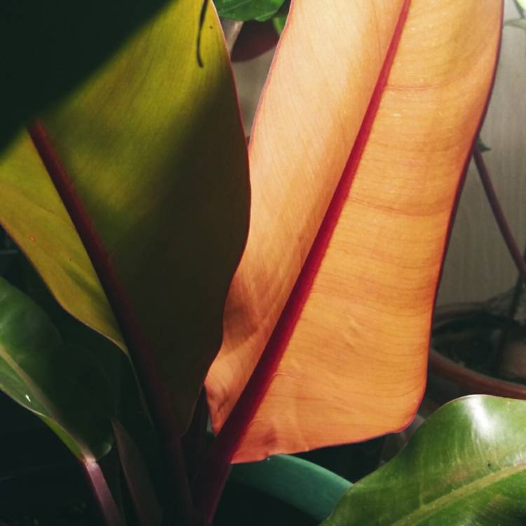 plant image 1412303 plant image 1412303
