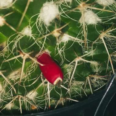 Mammillaria karwinskiana 'Nejapensis'