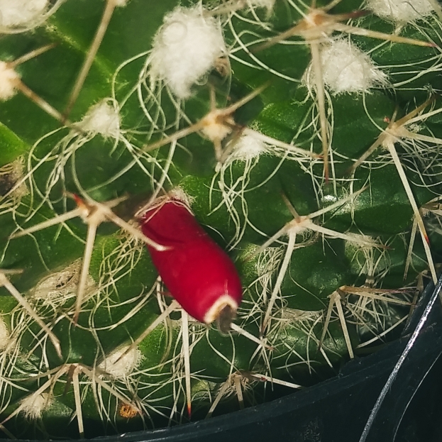 plant image 1414287
