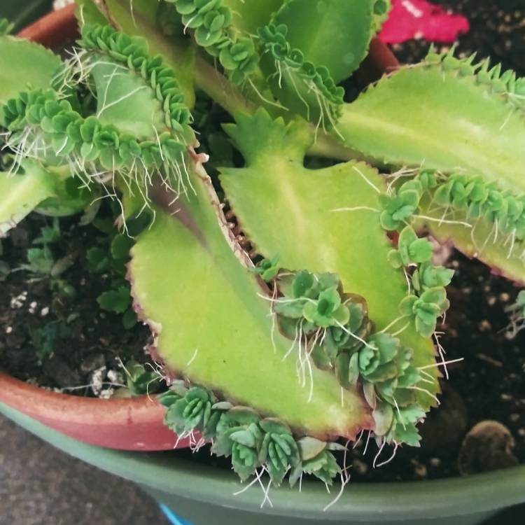 plant image 1416024