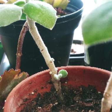 Kalanchoe millottii