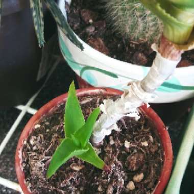 Aloe Ciliaris