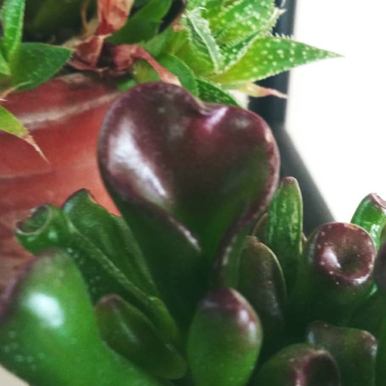 Plant image Crassula ovata 'Gollum'
