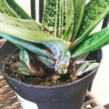 Gasteria