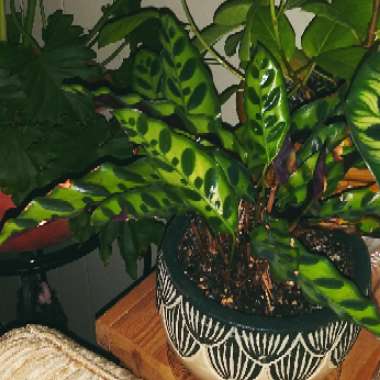 Calathea lancifolia