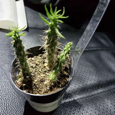 Cylindropuntia