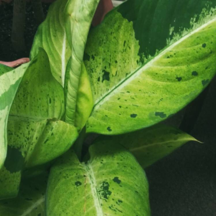 plant image 1426861