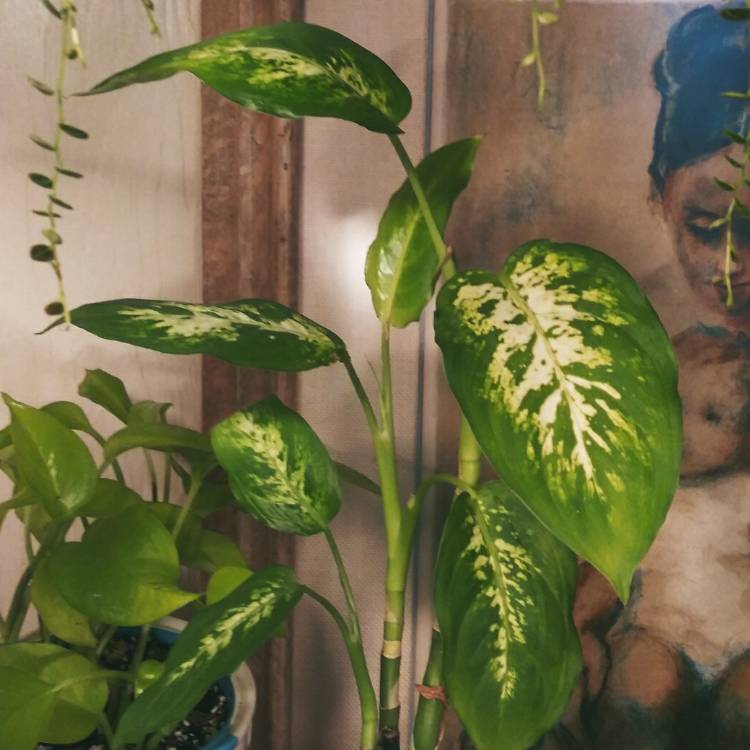Plant image Dieffenbachia