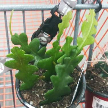 Selenicereus anthonyanus syn. Cryptocereus anthonyanus