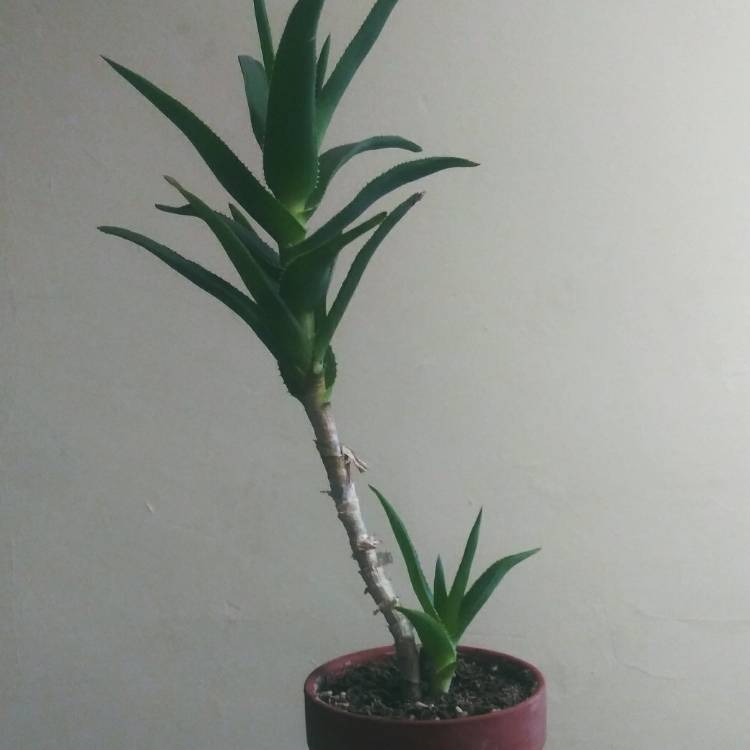 plant image 1432258