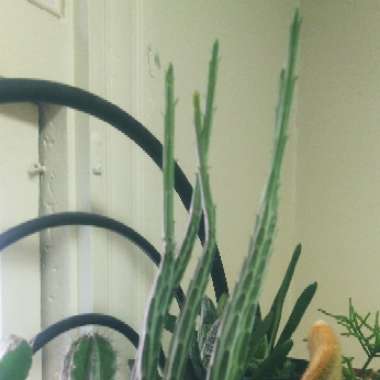 Senecio stapeliiformis