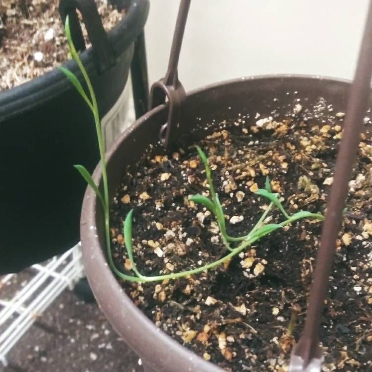 plant image 1432265