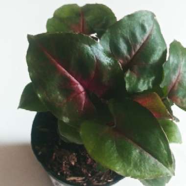 Syngonium 'Maria'