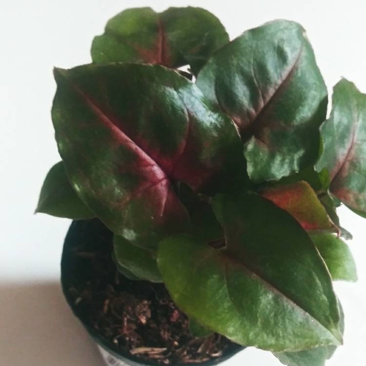 plant image 1436095