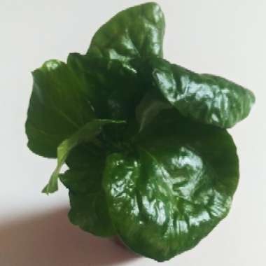Coffea Arabica