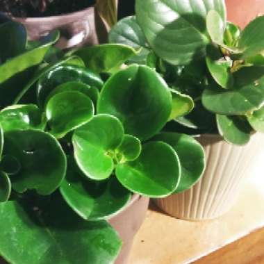 Peperomia obtusifolia