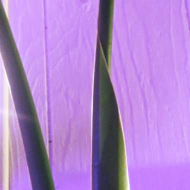 Strelitzia nicolai
