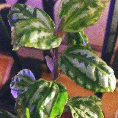 Pilea cadierei