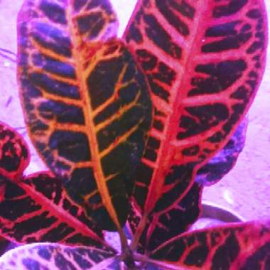 Codiaeum variegatum 'Petra'