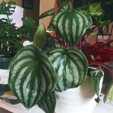 Peperomia argyreia