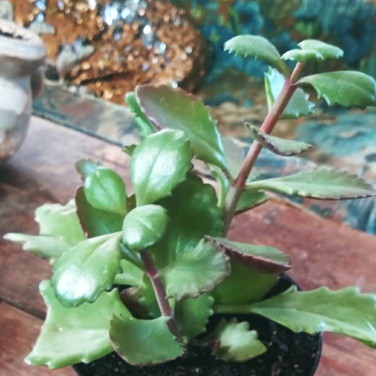 Plant image Kalanchoe Longiflora