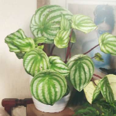 Peperomia argyreia