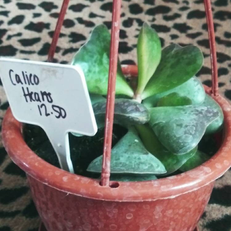 Plant image Adromischus Maculatus