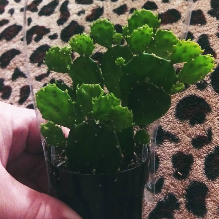 Plant image Opuntia Argentina