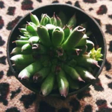 Sempervivum Oddity
