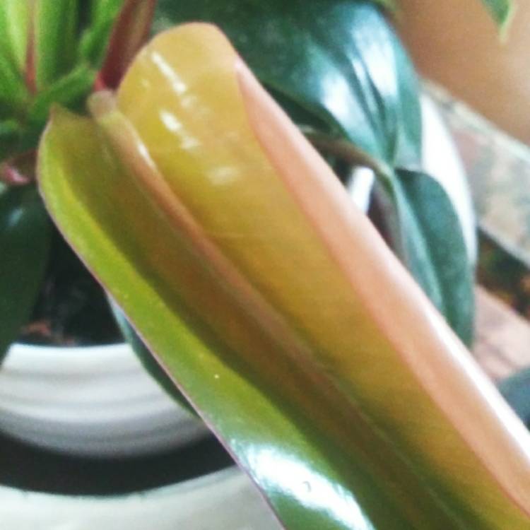 plant image 1475551 plant image 1475551