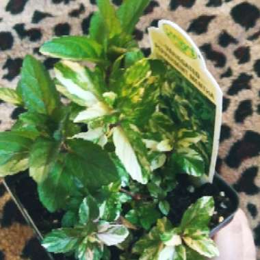 Mentha x piperita 'Variegata'