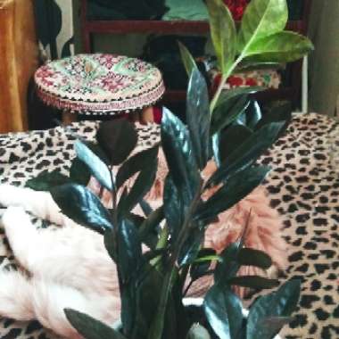 Zamioculcas zamiifolia 'Raven'