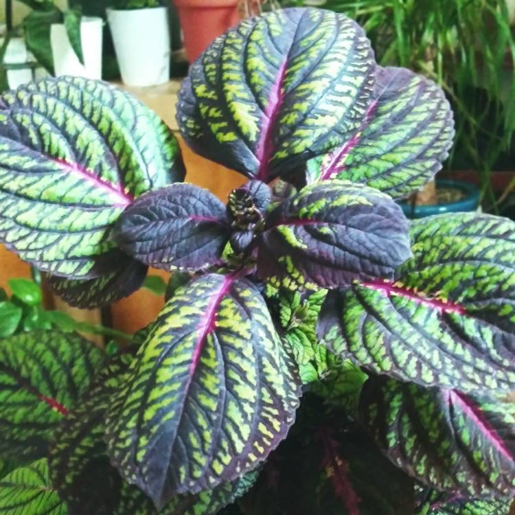 Plant image Plectranthus scutellarioides 'Fishnet Stocking'